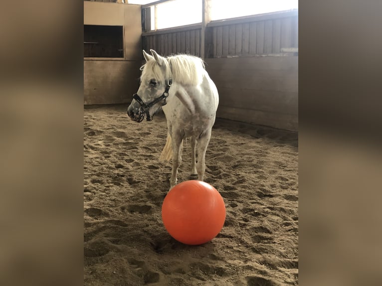 Deutsches Reitpony Mix Stute 7 Jahre 143 cm Tigerschecke in Otterfing