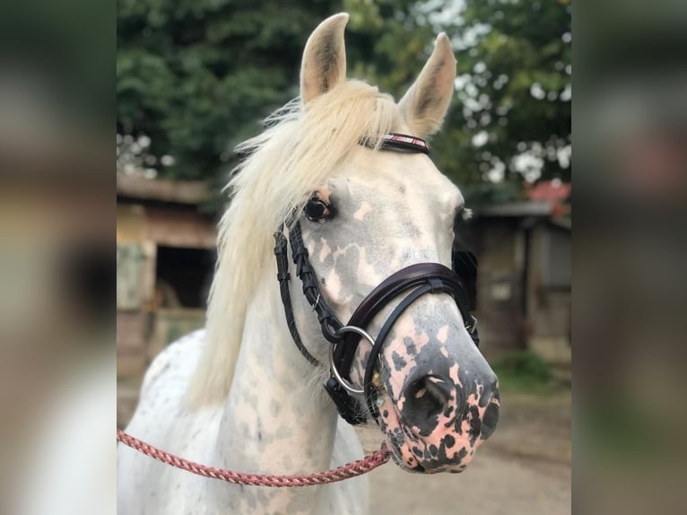 Deutsches Reitpony Mix Stute 7 Jahre 143 cm Tigerschecke in Otterfing