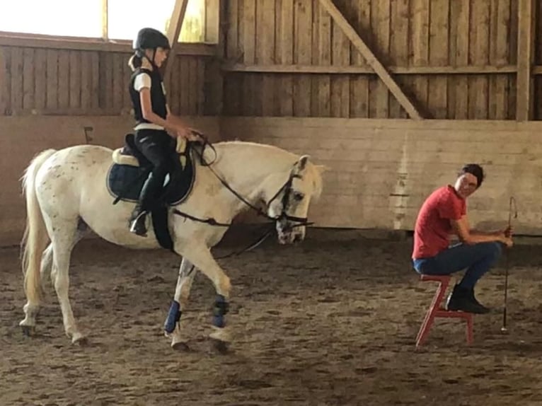 Deutsches Reitpony Mix Stute 7 Jahre 143 cm Tigerschecke in Otterfing