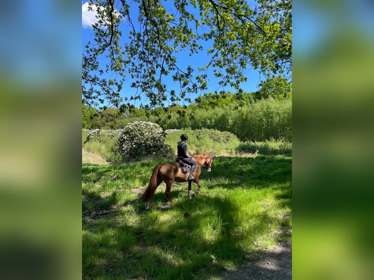 Deutsches Reitpony Stute 7 Jahre 144 cm Fuchs in Bargstedt