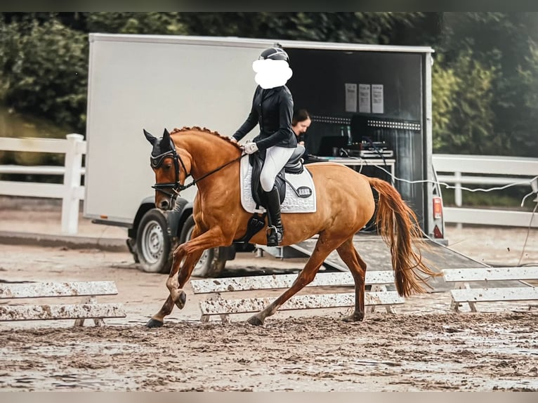 Deutsches Reitpony Stute 7 Jahre 144 cm Fuchs in Bargstedt