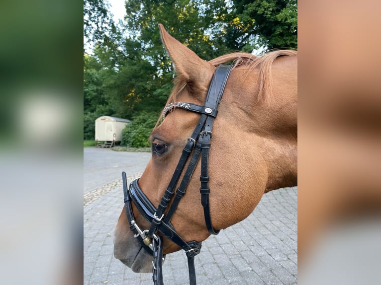 Deutsches Reitpony Stute 7 Jahre 144 cm Fuchs in Bargstedt