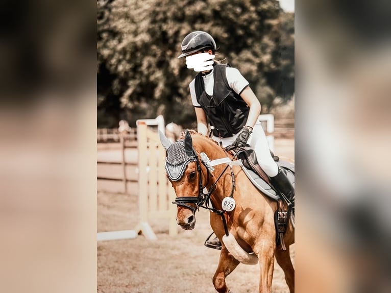 Deutsches Reitpony Stute 7 Jahre 144 cm Fuchs in Bargstedt