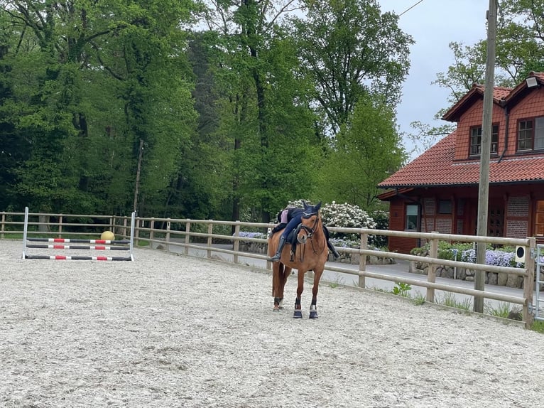 Deutsches Reitpony Stute 7 Jahre 144 cm Fuchs in Bargstedt