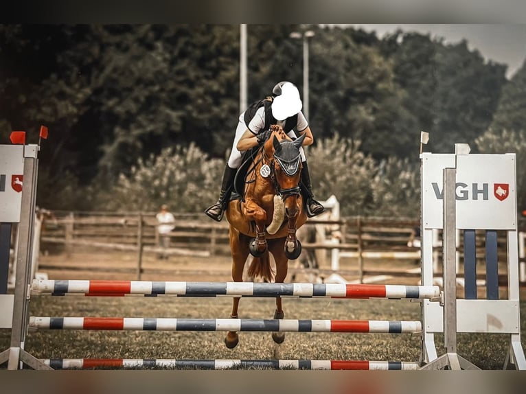 Deutsches Reitpony Stute 7 Jahre 144 cm Fuchs in Bargstedt