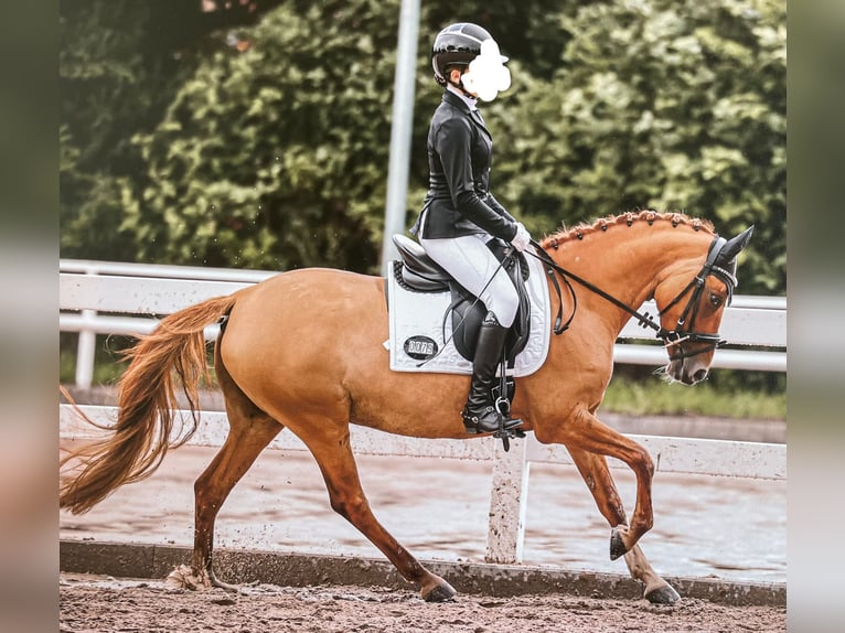 Deutsches Reitpony Stute 7 Jahre 144 cm Fuchs in Bargstedt
