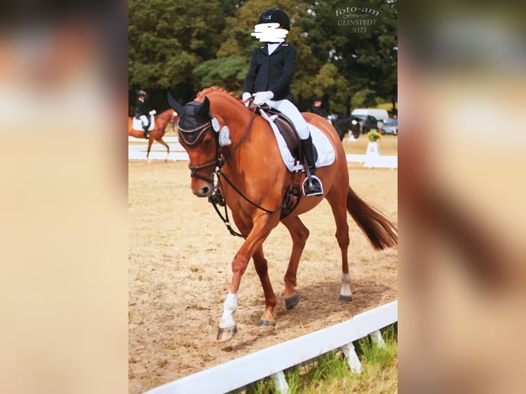 Deutsches Reitpony Stute 7 Jahre 144 cm Fuchs in Bargstedt