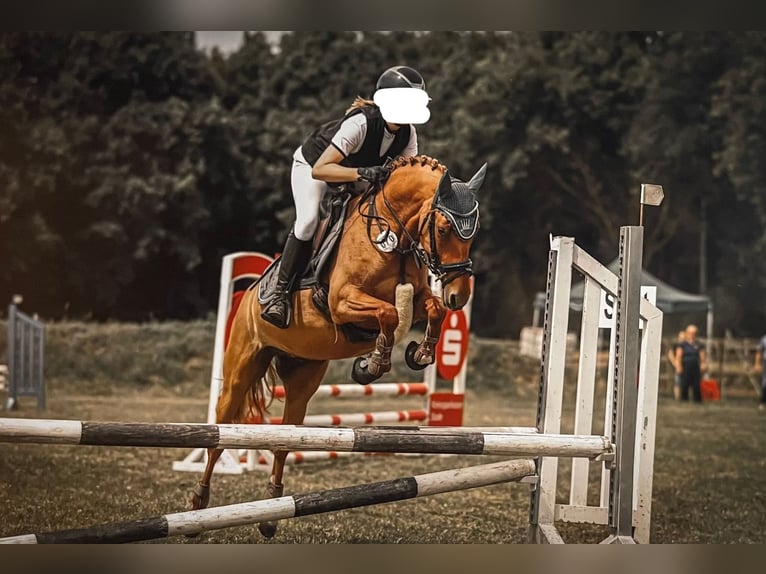 Deutsches Reitpony Stute 7 Jahre 144 cm Fuchs in Bargstedt