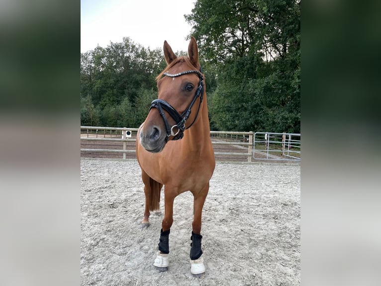 Deutsches Reitpony Stute 7 Jahre 144 cm Fuchs in Bargstedt