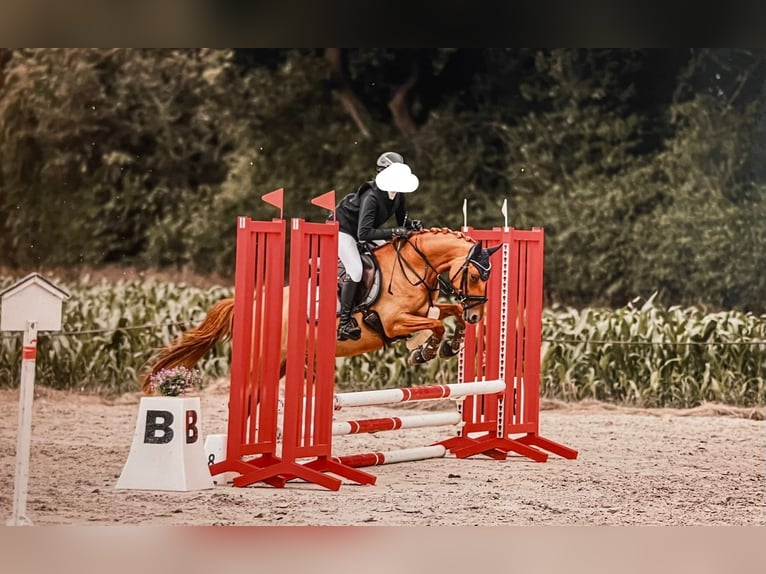 Deutsches Reitpony Stute 7 Jahre 144 cm Fuchs in Bargstedt