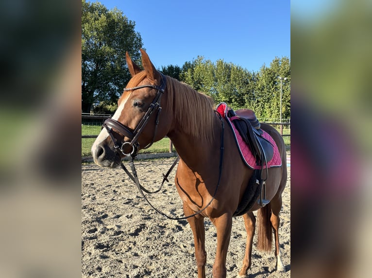 Deutsches Reitpony Stute 7 Jahre 144 cm Fuchs in Ludwigsburg