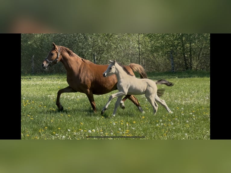 Deutsches Reitpony Stute 7 Jahre 144 cm Fuchs in Langwedel