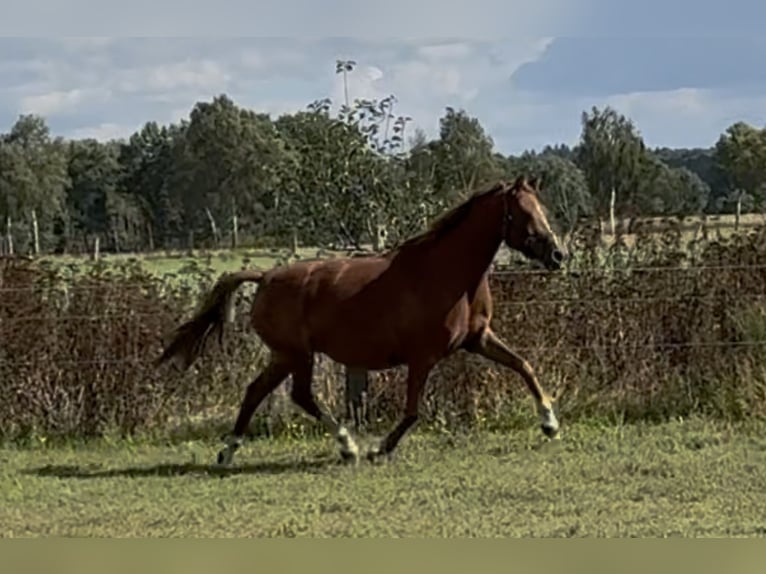 Deutsches Reitpony Stute 7 Jahre 144 cm Fuchs in Langwedel
