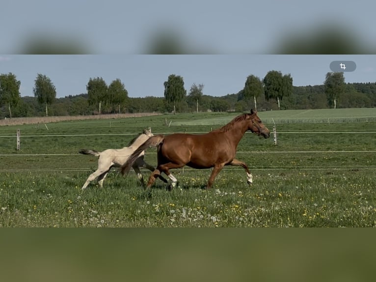 Deutsches Reitpony Stute 7 Jahre 144 cm Fuchs in Langwedel