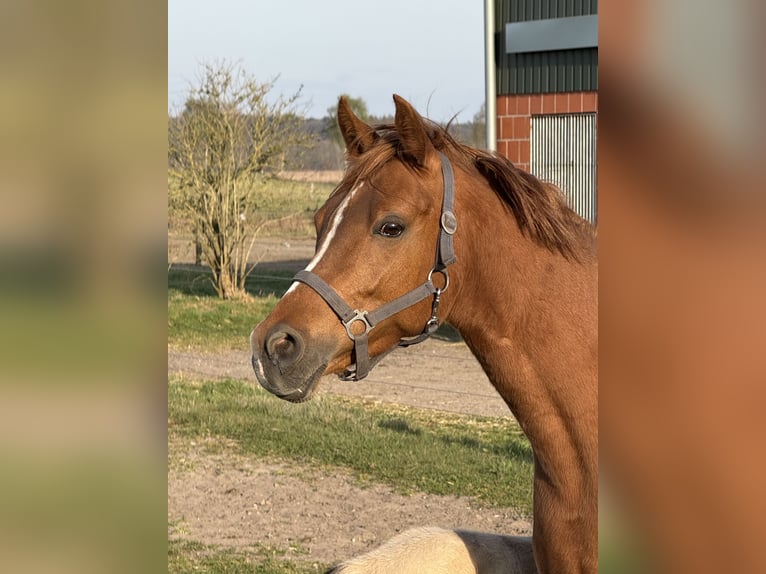 Deutsches Reitpony Stute 7 Jahre 144 cm Fuchs in Langwedel