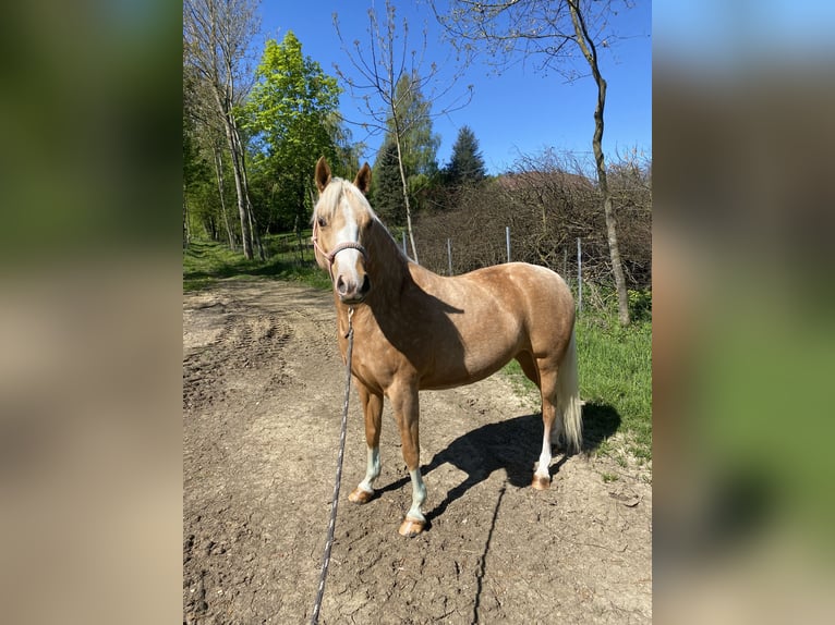 Deutsches Reitpony Stute 7 Jahre 144 cm Palomino in Kematen