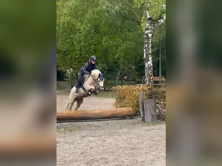 Deutsches Reitpony Stute 7 Jahre 144 cm Palomino in Göttingen