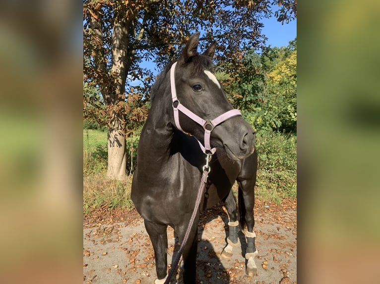 Deutsches Reitpony Stute 7 Jahre 144 cm Rappe in Schloß Holte-Stukenbrock
