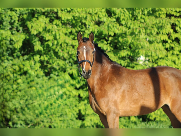 Deutsches Reitpony Stute 7 Jahre 145 cm Brauner in Weiterstadt