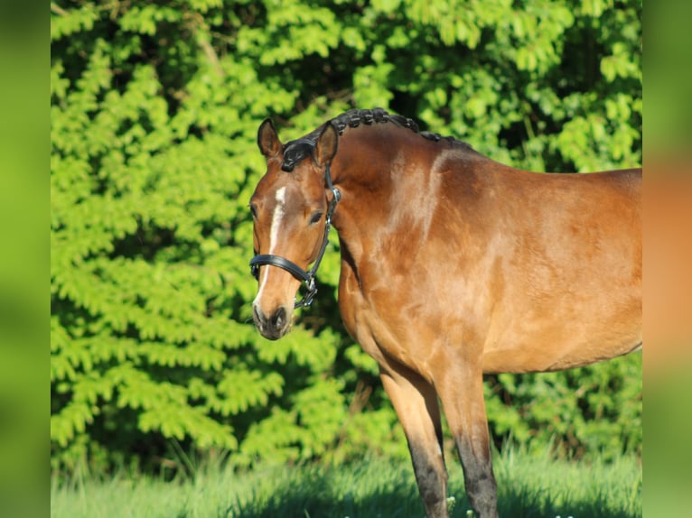 Deutsches Reitpony Stute 7 Jahre 145 cm Brauner in Weiterstadt