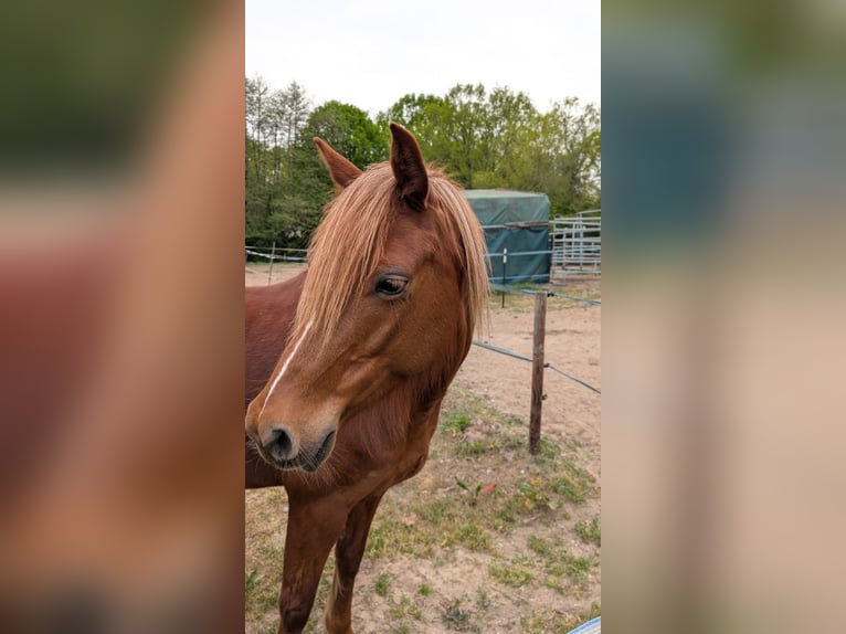 Deutsches Reitpony Stute 7 Jahre 145 cm in Timmendorfer Strand