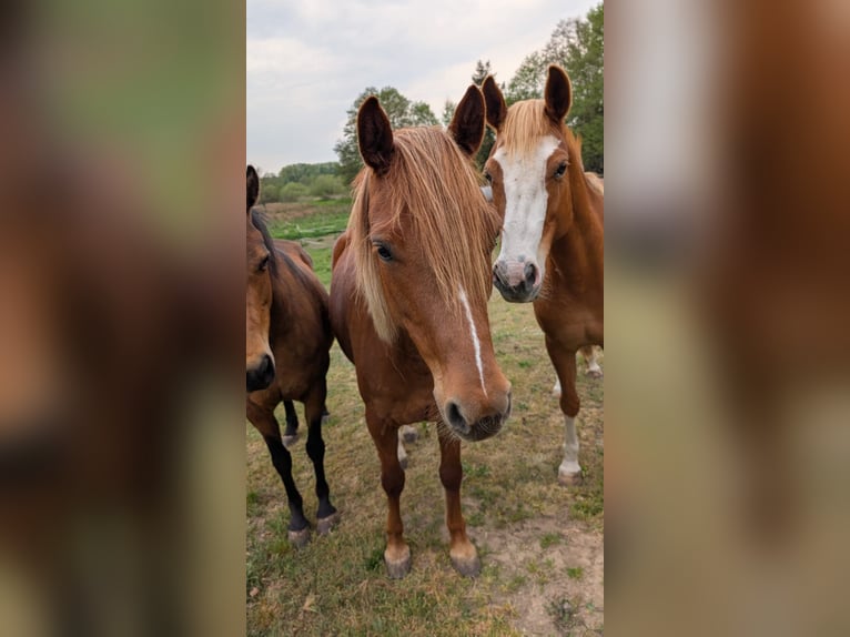 Deutsches Reitpony Stute 7 Jahre 145 cm in Timmendorfer Strand