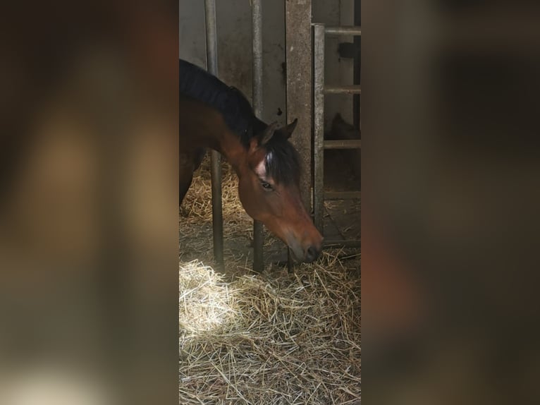 Deutsches Reitpony Stute 7 Jahre 145 cm Dunkelbrauner in Herford