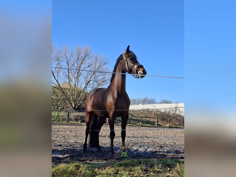 Deutsches Reitpony Stute 7 Jahre 145 cm Dunkelbrauner in Herford