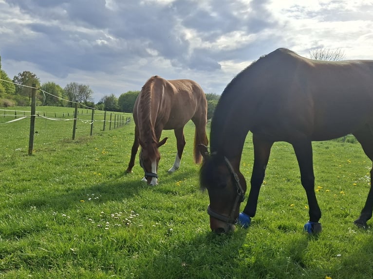 Deutsches Reitpony Stute 7 Jahre 145 cm Dunkelbrauner in Herford