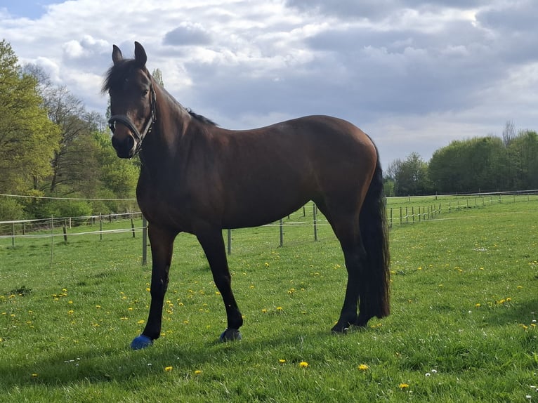 Deutsches Reitpony Stute 7 Jahre 145 cm Dunkelbrauner in Herford