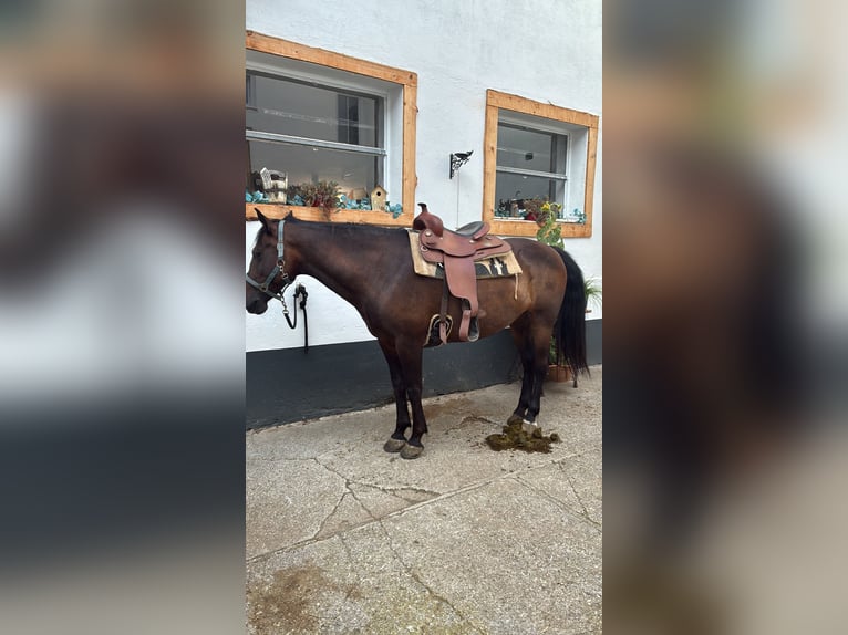 Deutsches Reitpony Mix Stute 7 Jahre 145 cm Dunkelbrauner in M&#xFC;nzbach