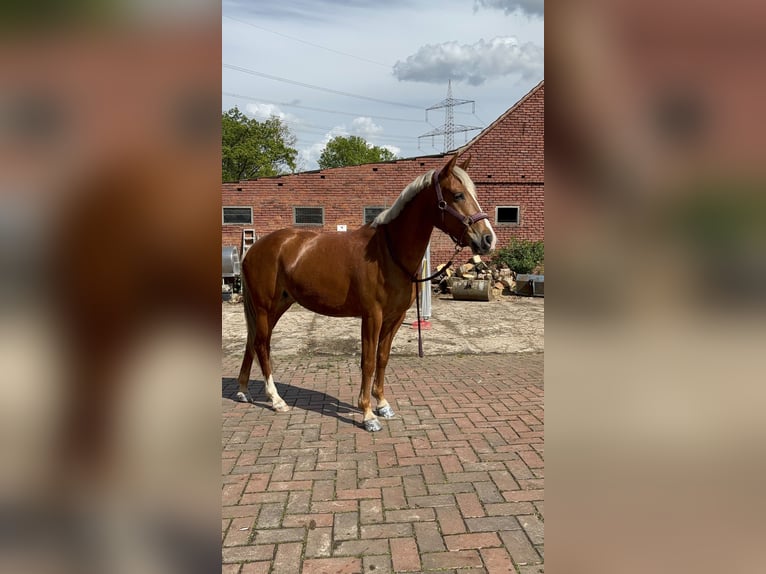 Deutsches Reitpony Stute 7 Jahre 145 cm Dunkelfuchs in Ostercappeln