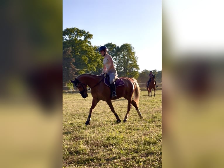 Deutsches Reitpony Stute 7 Jahre 145 cm Dunkelfuchs in Ostercappeln