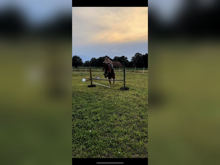 Deutsches Reitpony Stute 7 Jahre 145 cm Dunkelfuchs in Ostercappeln