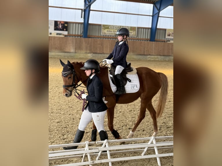 Deutsches Reitpony Stute 7 Jahre 145 cm Fuchs in Korbach