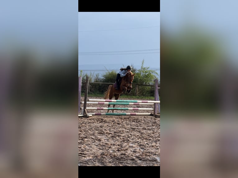 Deutsches Reitpony Stute 7 Jahre 145 cm Fuchs in Korbach