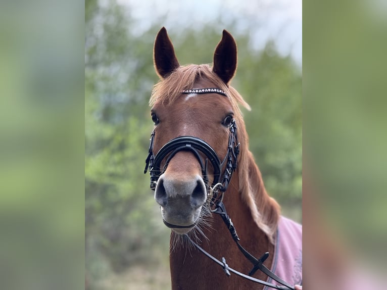Deutsches Reitpony Stute 7 Jahre 145 cm Fuchs in Korbach
