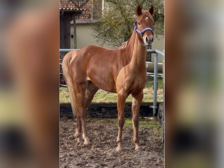Deutsches Reitpony Stute 7 Jahre 145 cm Fuchs in Korbach