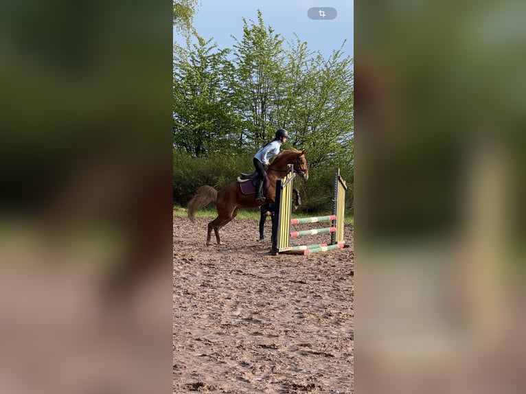 Deutsches Reitpony Stute 7 Jahre 145 cm Fuchs in Korbach