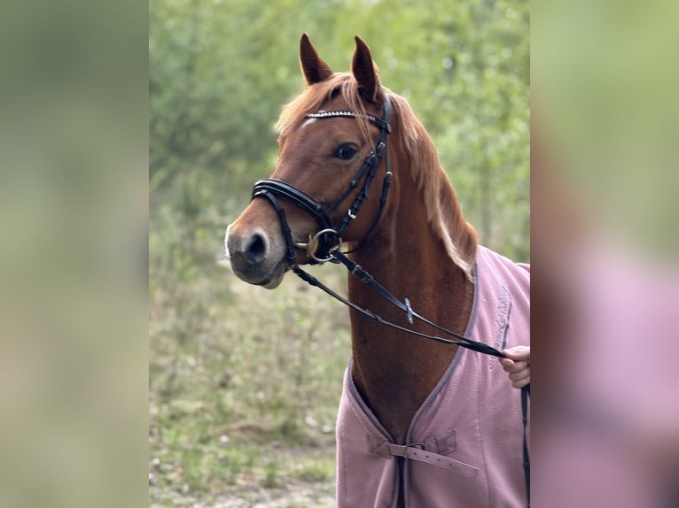 Deutsches Reitpony Stute 7 Jahre 145 cm Fuchs in Korbach