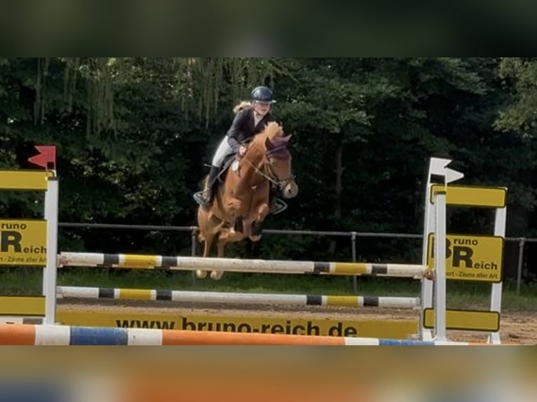 Deutsches Reitpony Stute 7 Jahre 145 cm Fuchs in V&#xF6;hl