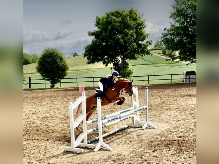 Deutsches Reitpony Stute 7 Jahre 145 cm Fuchs in V&#xF6;hl