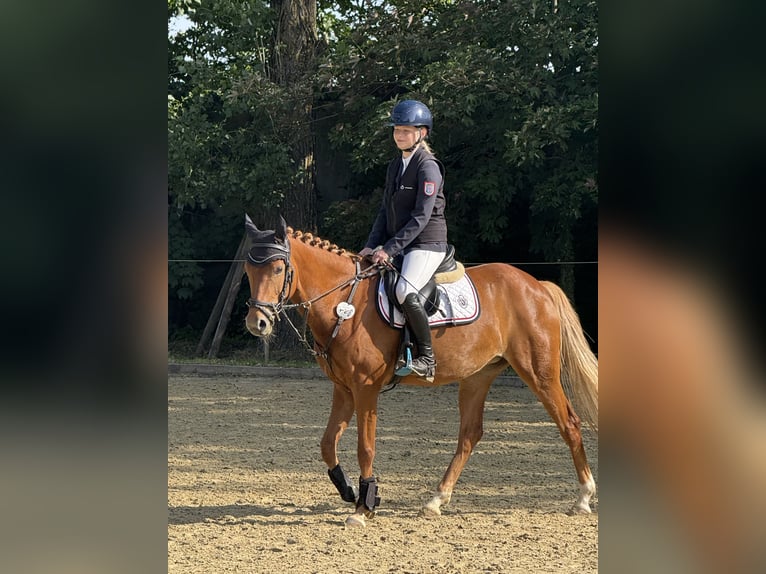 Deutsches Reitpony Stute 7 Jahre 145 cm Fuchs in V&#xF6;hl