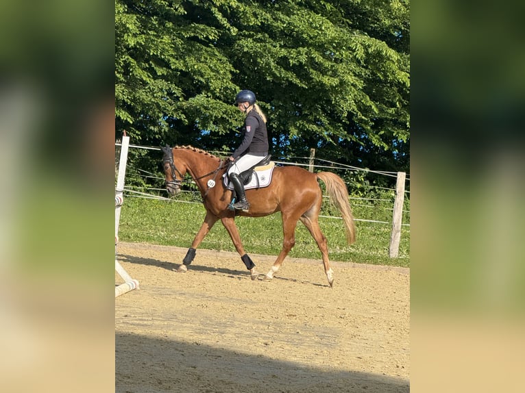 Deutsches Reitpony Stute 7 Jahre 145 cm Fuchs in V&#xF6;hl