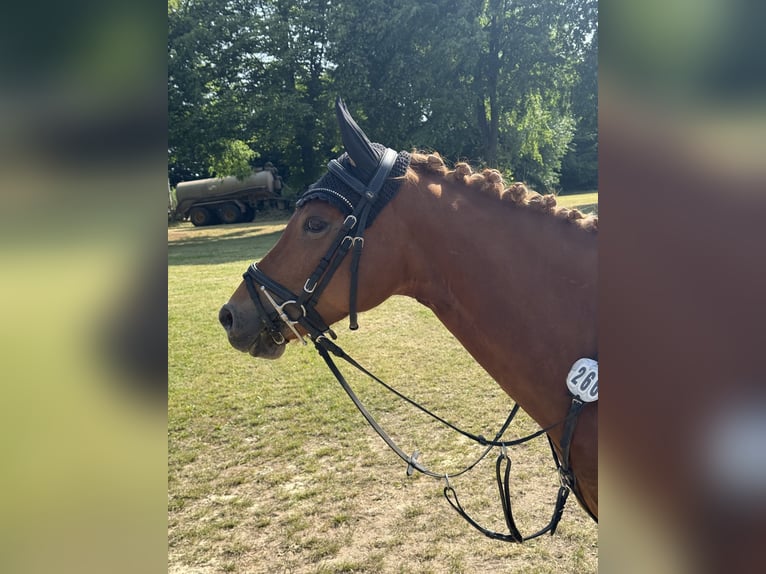 Deutsches Reitpony Stute 7 Jahre 145 cm Fuchs in V&#xF6;hl