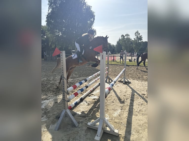 Deutsches Reitpony Stute 7 Jahre 145 cm Fuchs in V&#xF6;hl