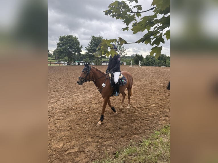 Deutsches Reitpony Stute 7 Jahre 145 cm Fuchs in V&#xF6;hl