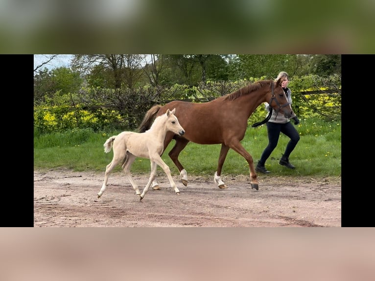 Deutsches Reitpony Stute 7 Jahre 145 cm Fuchs in Langwedel