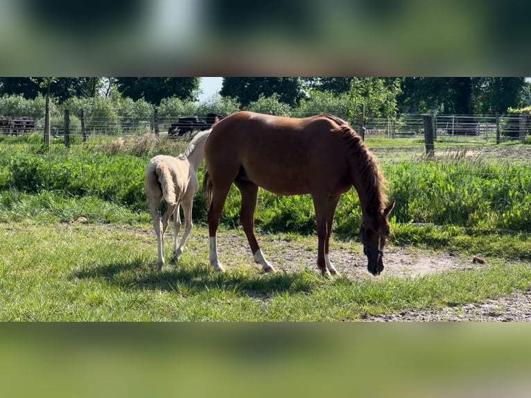 Deutsches Reitpony Stute 7 Jahre 145 cm Fuchs in Langwedel