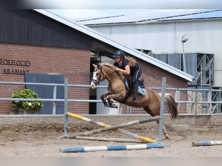 Deutsches Reitpony Stute 7 Jahre 145 cm Palomino in Nieuwkoop
